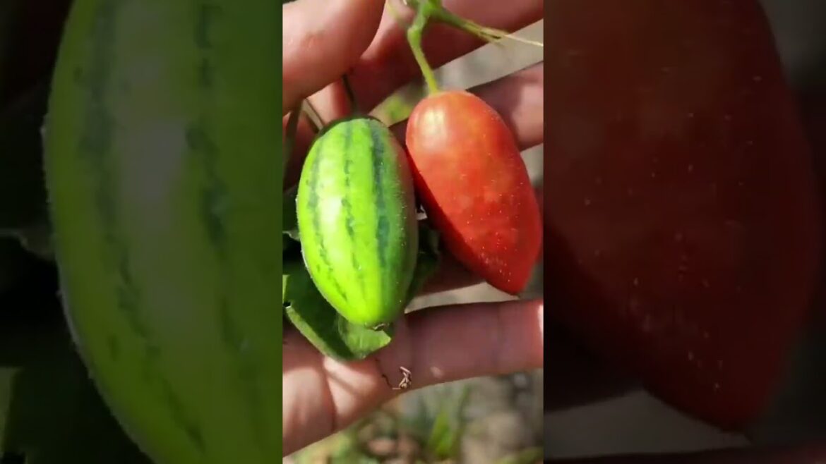 Reaxing 📷 |Fruits🍒🍓 Videos #shorts #shortsfeed