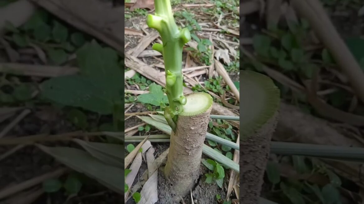 [Grafting Papaya] Fruit tree grafting & gardening tips EP15