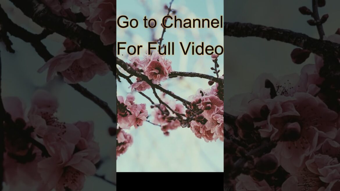 Japanese garden meditation sleep 2 hours  #shorts #relax  #relaxing #relaxingmusic #meditation