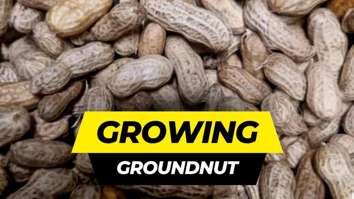 DO THIS TO GROW GROUNDNUT ORGANICALLY IN DIASPORA DO THIS TO GROW GROUNDNUT ORGANICALLY IN DIASPORA