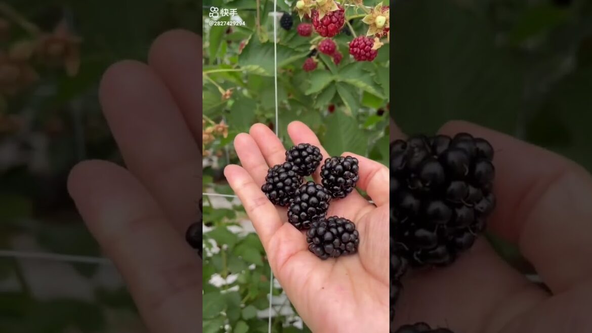 do you know this fruit?|Fruits🍒Videos#shorts #viral #fruit