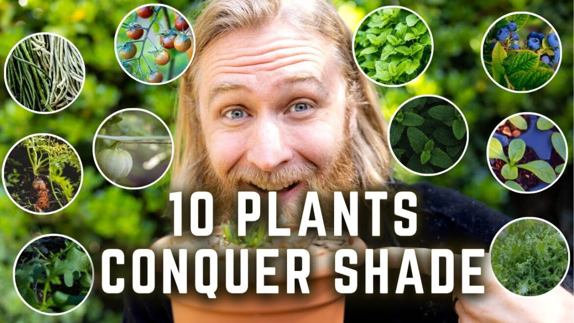 10 Vegetables and Herbs PERFECT for SHADE Garden Spots 10 Vegetables and Herbs PERFECT for SHADE Garden Spots