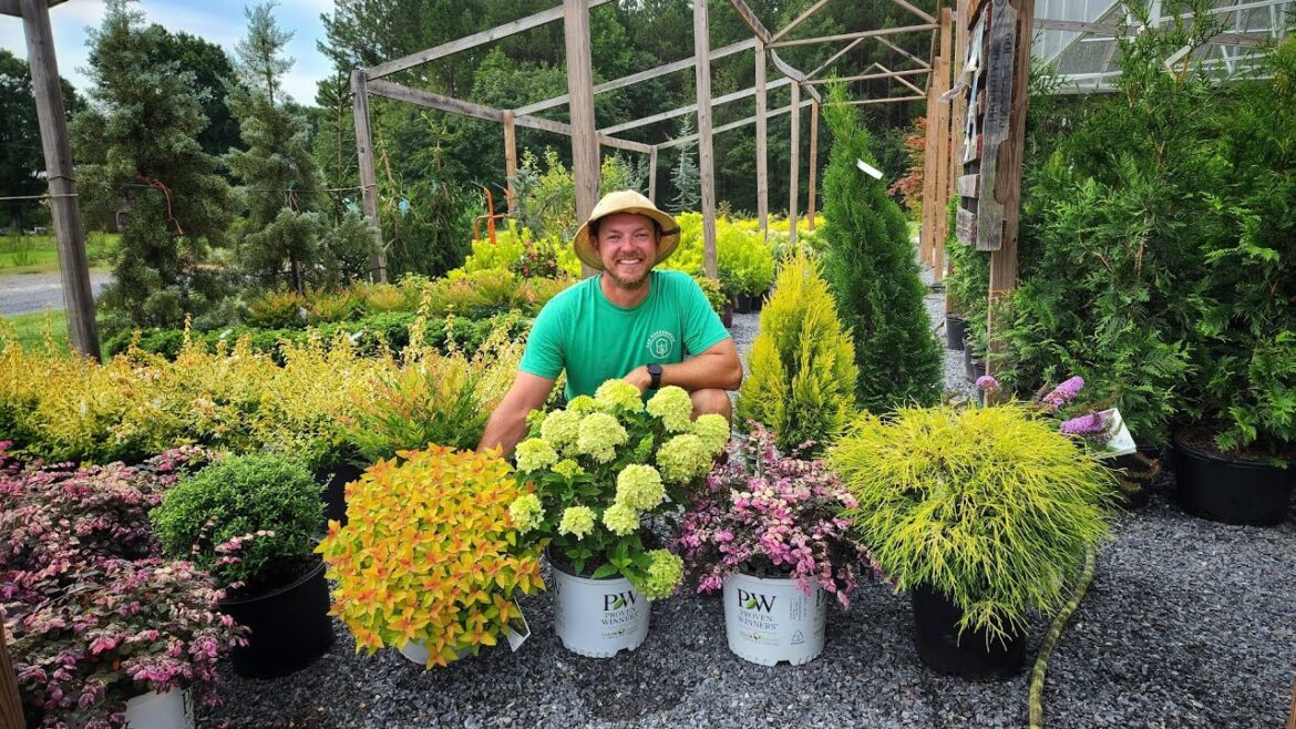 Low Maintenance and Easy Shrubs to Grow Around Your Home! Low Maintenance and Easy Shrubs to Grow Around Your Home!