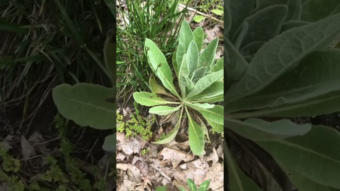 Mullein Nutrition #Shorts ￼￼