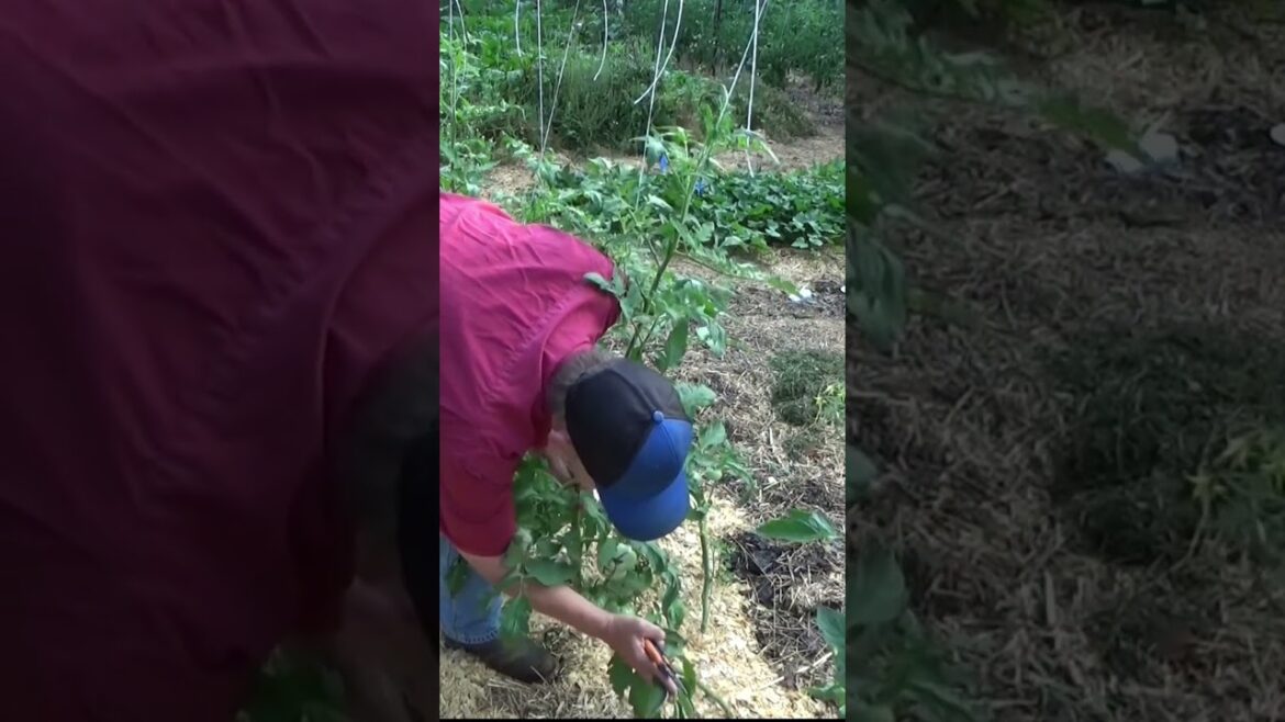Your tomatoes best friends are air and sun #shorts #gardentips #garden
