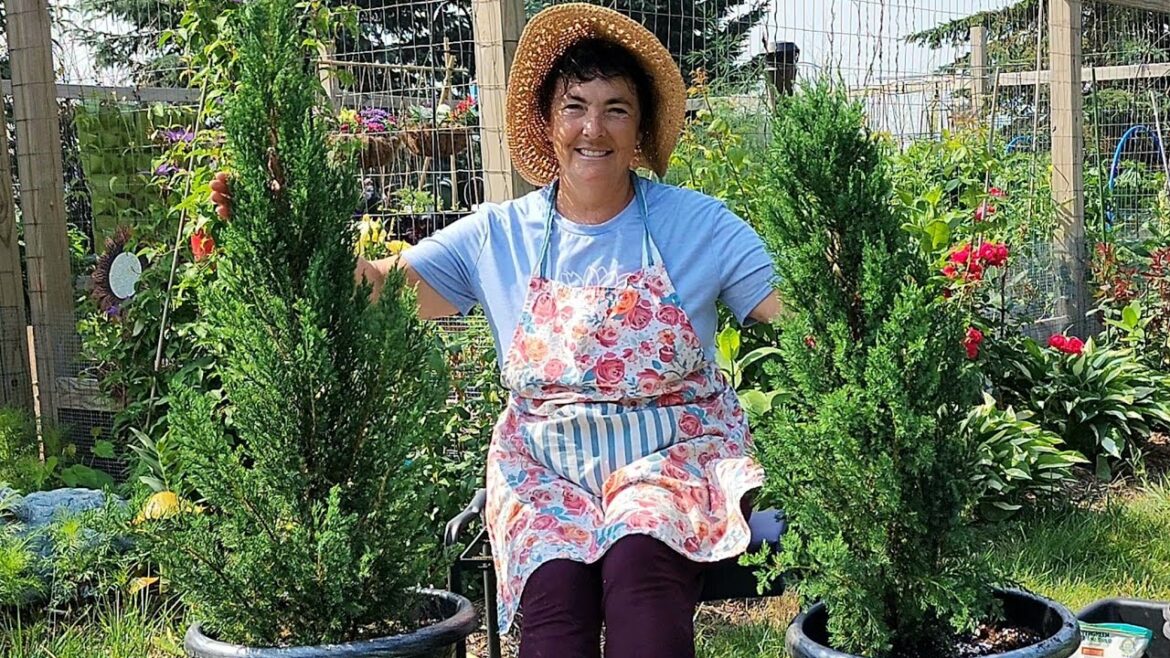 🌲How to Plant Juniper in Containers #garden #gardening #containergardening 🌲How to Plant Juniper in Containers #garden #gardening #containergardening