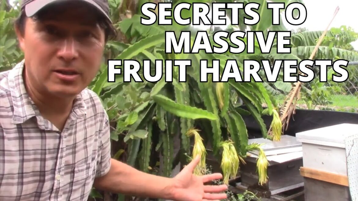 Crazy Asian Gardener Shares Secrets to Grow the Most & Best Tasting Fruit