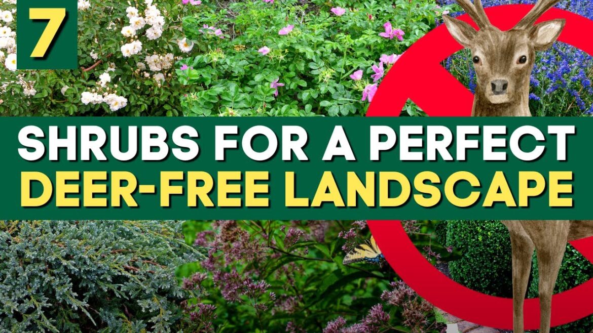 π« Say ‘NO’ to Deer: Top 7 Shrubs for a Perfect, Deer-Free Landscape π« Deer Resistant Plants π¦πΏ π« Say 'NO' to Deer: Top 7 Shrubs for a Perfect, Deer-Free Landscape π« Deer Resistant Plants π¦πΏ