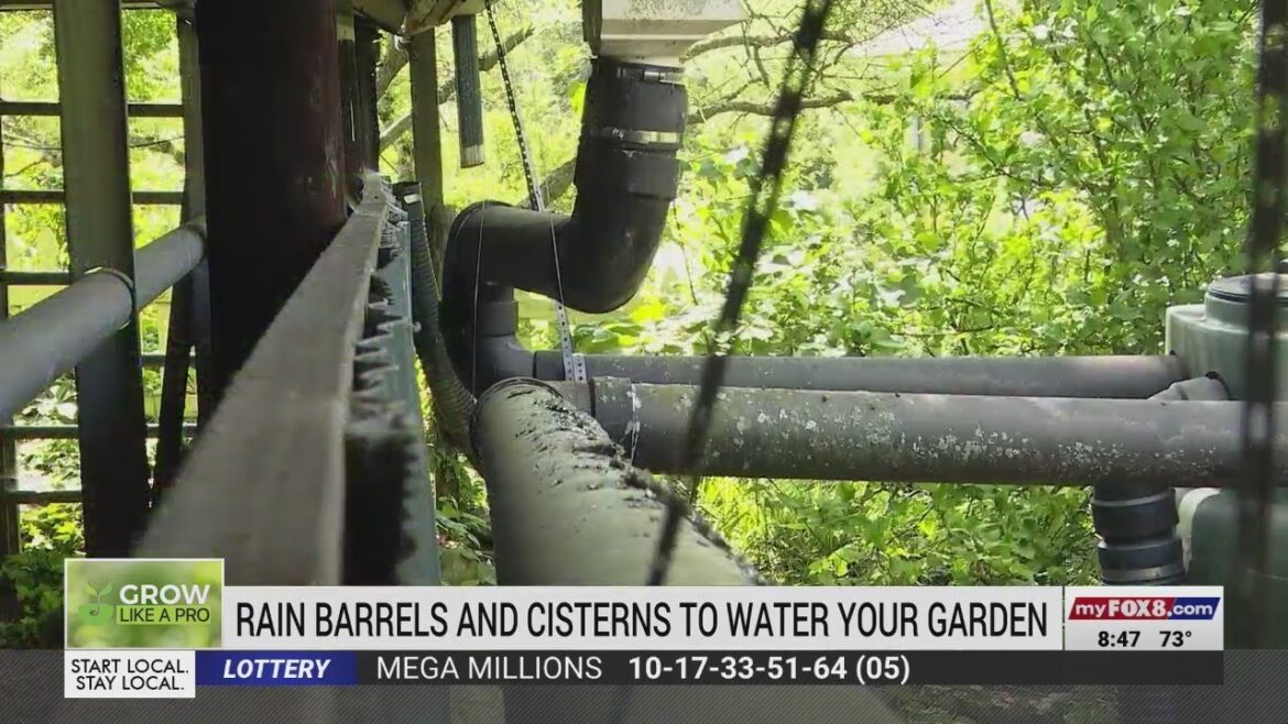 How to collect rainwater for your garden