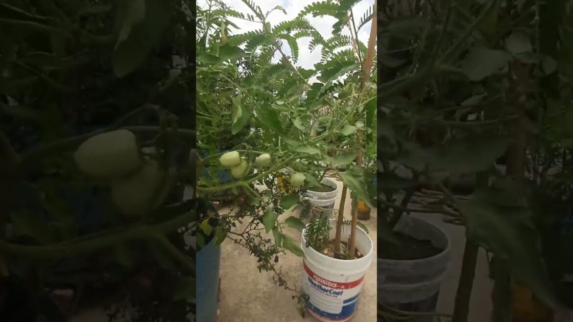 Tomato #টমেটো #viral #trends #youtubeshorts #ytshort #shortvideo 🍅