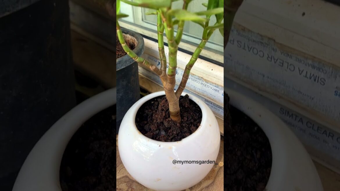 Secrets of Jade Plants: Expert Care Tips!✨🌱 #viral #trending #jade #garden #youtubeshorts #plants Secrets of Jade Plants: Expert Care Tips!✨🌱 #viral #trending #jade #garden #youtubeshorts #plants