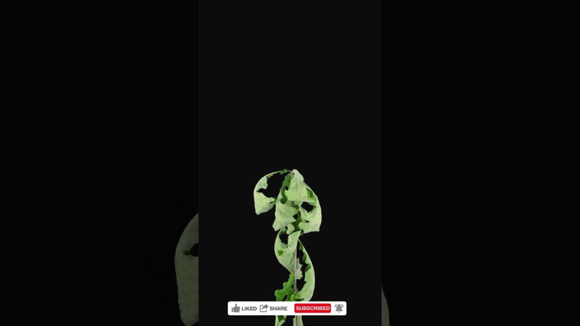 The Graceful Journey of Drying Oak Leaves ｜ Mesmerizing Time Lapse