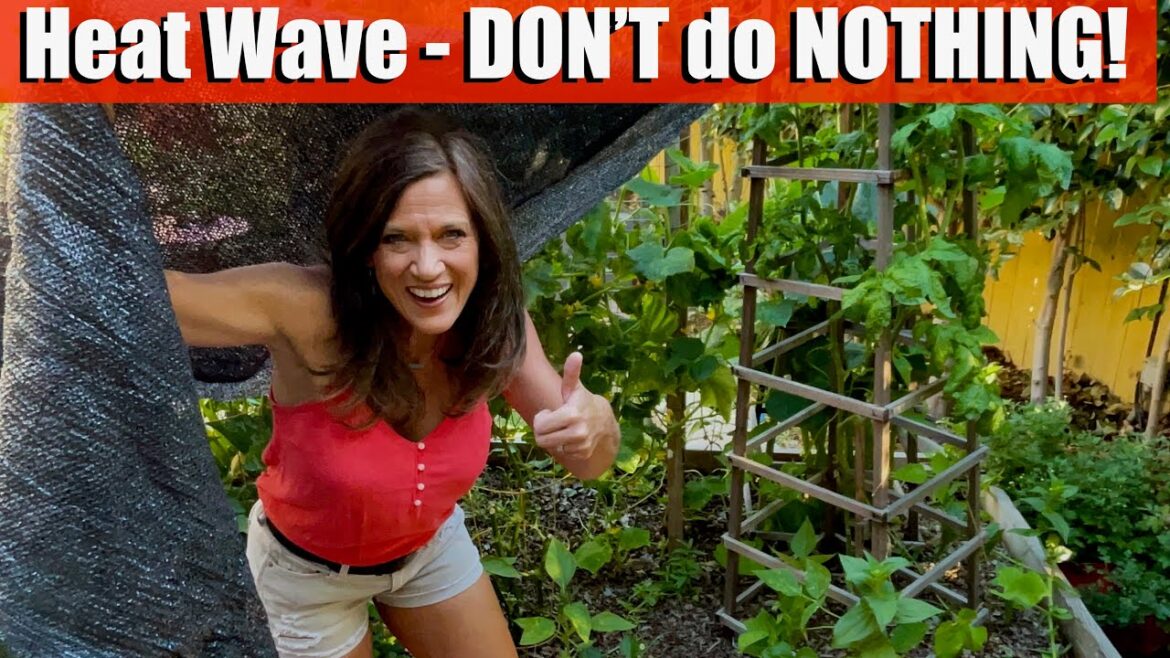 Heat Wave in the Vegetable Garden - DON’T do NOTHING!