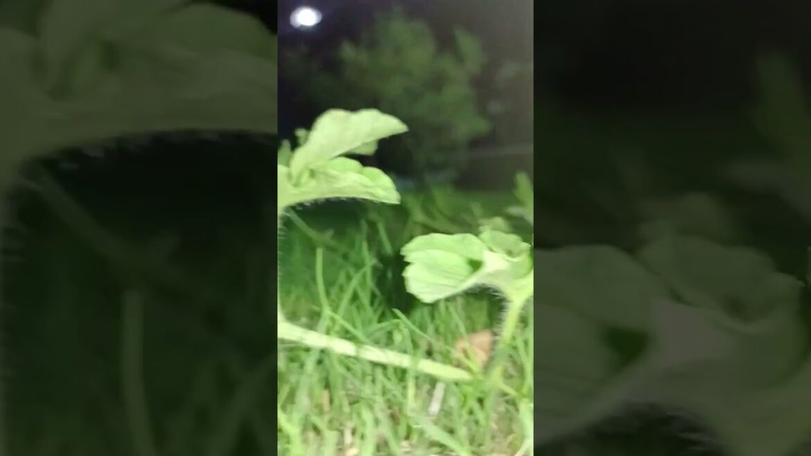 Shoot at Night Plant Video Shoot at Night Plant Video