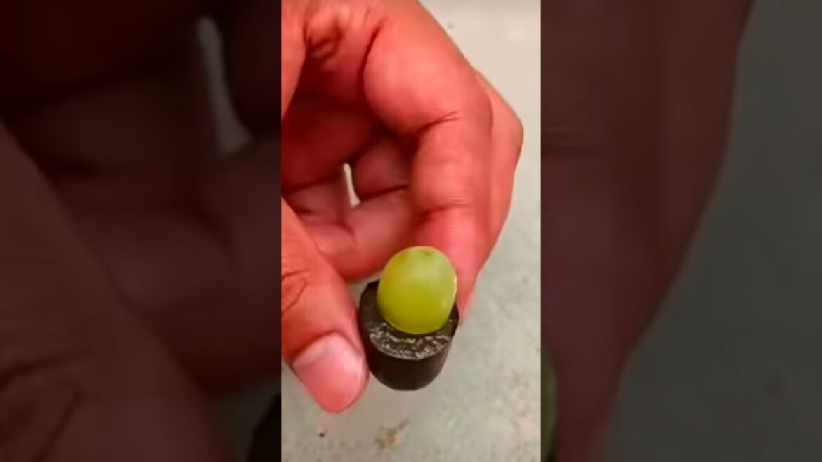 garden tips black and green grape in one plant Simple method propagate grape tree garden tips black and green grape in one plant Simple method propagate grape tree