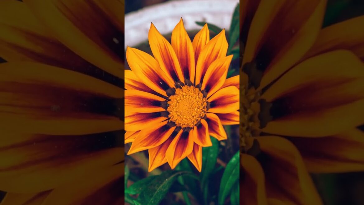 Time Lapse Beauty ｜ Captivating Flower Blooming in All Its Splendor