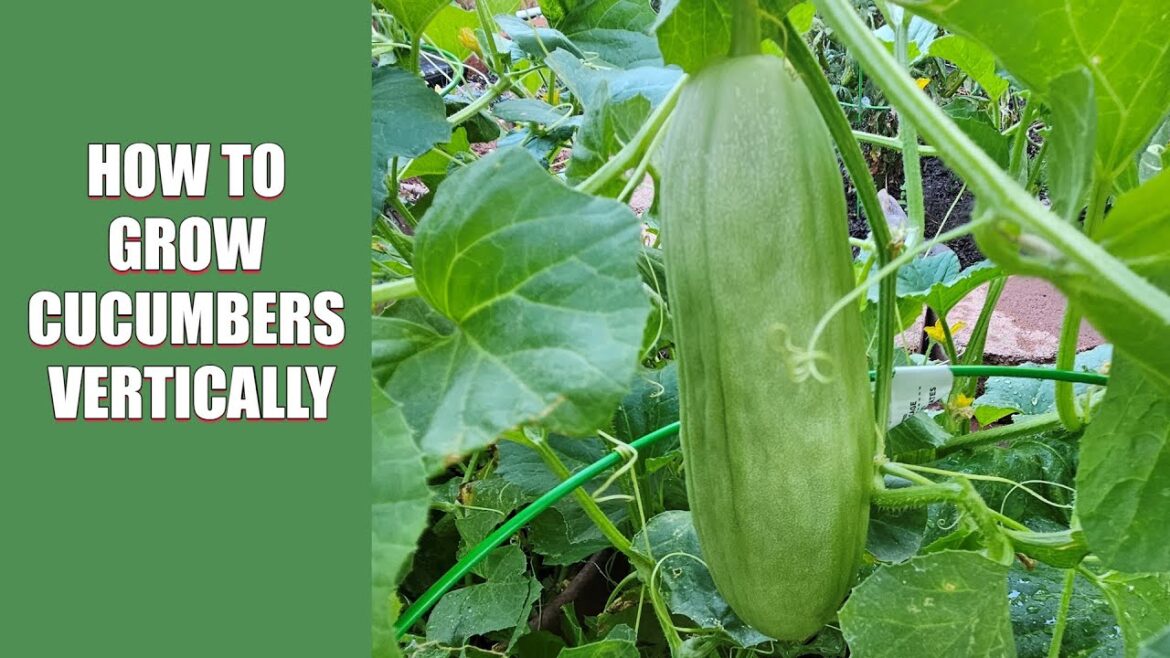 How to Grow Cucumbers Vertically How to Grow Cucumbers Vertically