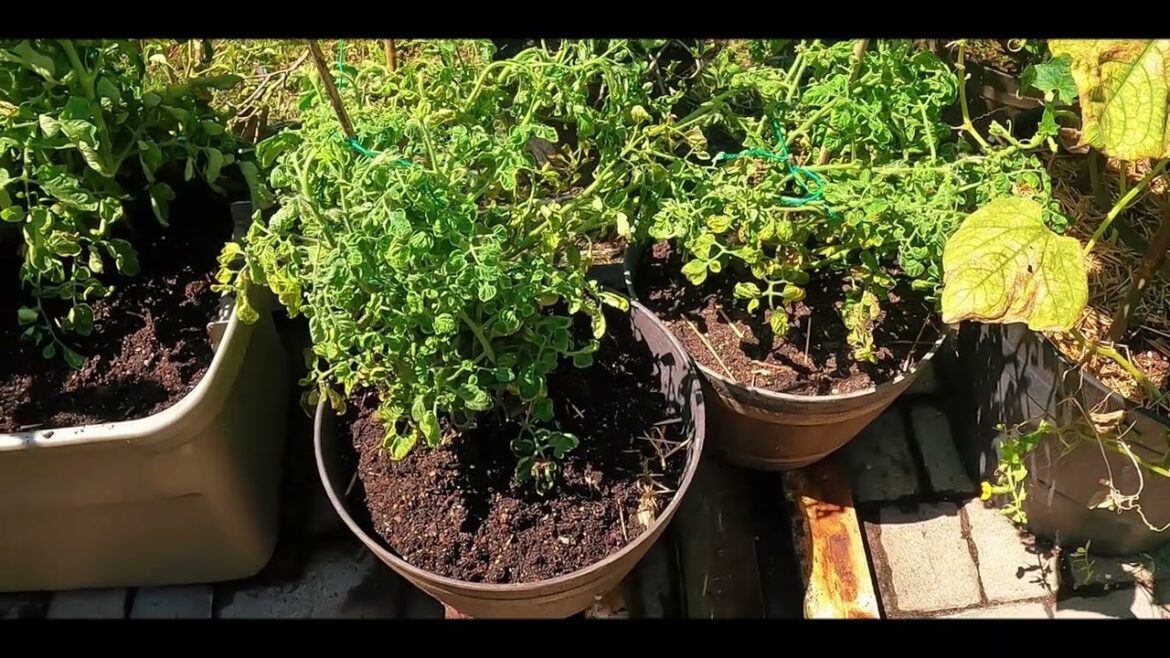 HELP!! My Raised Bed Collapsed😔😔😔 HELP!! My Raised Bed Collapsed😔😔😔