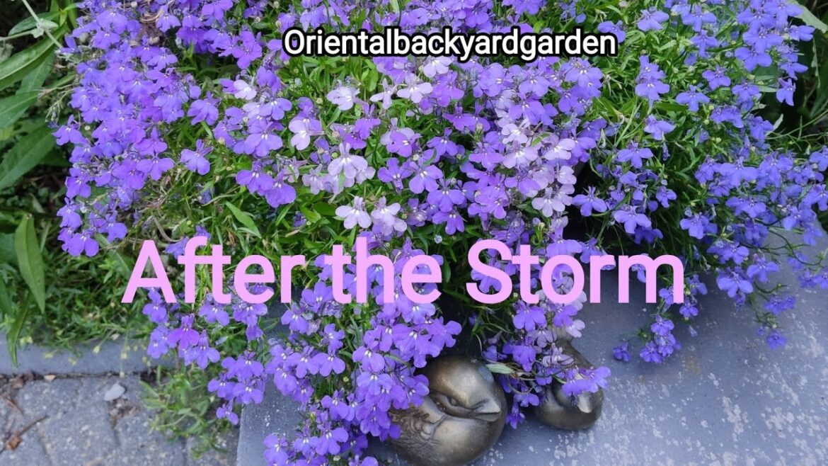 After the Storm #garden #summergarden #summerflowers #jardin #gardening#gardeningmakesmehappy