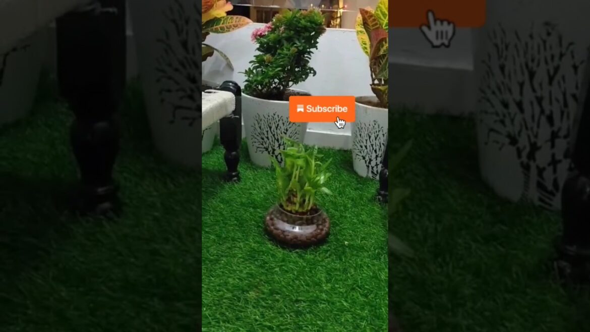 Small Balcony Garden Setup in Minimum Budget #shorts #gardening