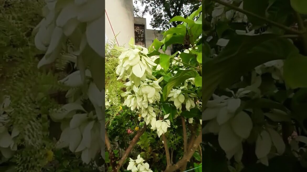 mussaenda #shorts #viral #ytshorts #trends #নাগবল্লী #🤍💚