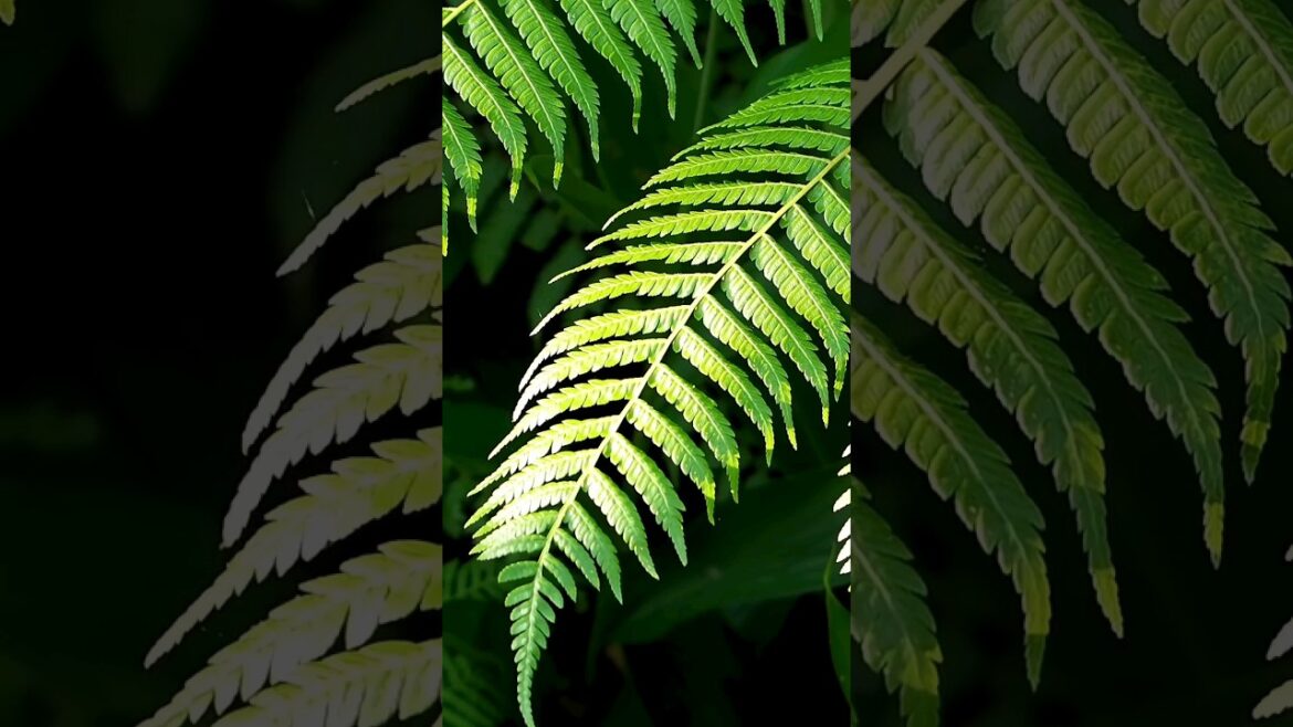 beautiful nature,nature at its best,beautiful green nature,greenary#viral #trending #shorts#garden beautiful nature,nature at its best,beautiful green nature,greenary#viral #trending #shorts#garden