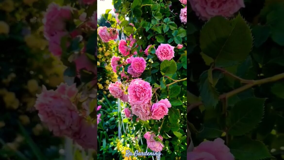 সুন্দর ফুলের বাগান 🥀🥀😍😍#rose #gardening #shorts #বাগান #short #floweringplant #gardeningvideos