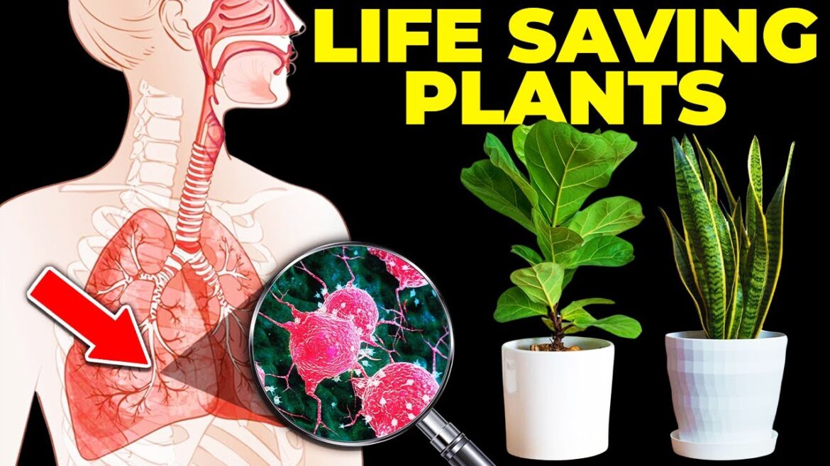 These 13 Plants Are The HEALTHIEST To Have In Your House These 13 Plants Are The HEALTHIEST To Have In Your House