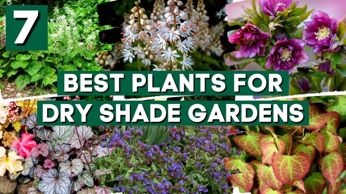 Dry Shade? NO PROBLEM! 7 Tough Perennials That Grow in Dry Shade ππΏ Dry Shade? NO PROBLEM! 7 Tough Perennials That Grow in Dry Shade ππΏ