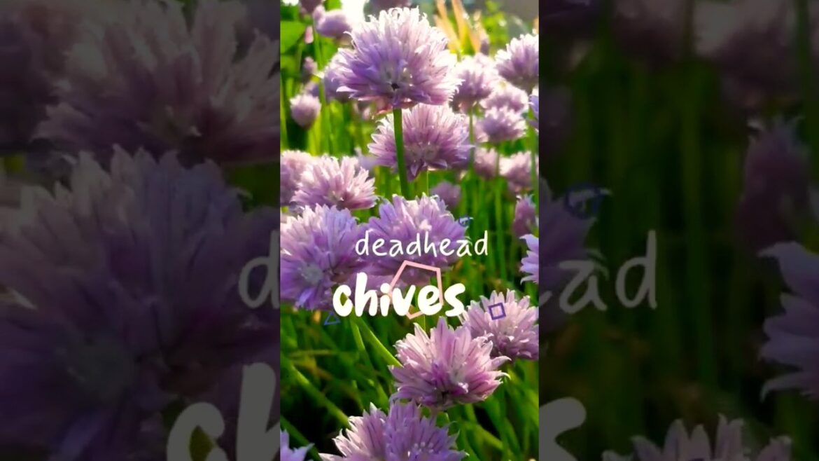Cut Here: Chives 💀✂️🌸 Summer Deadheading #edible