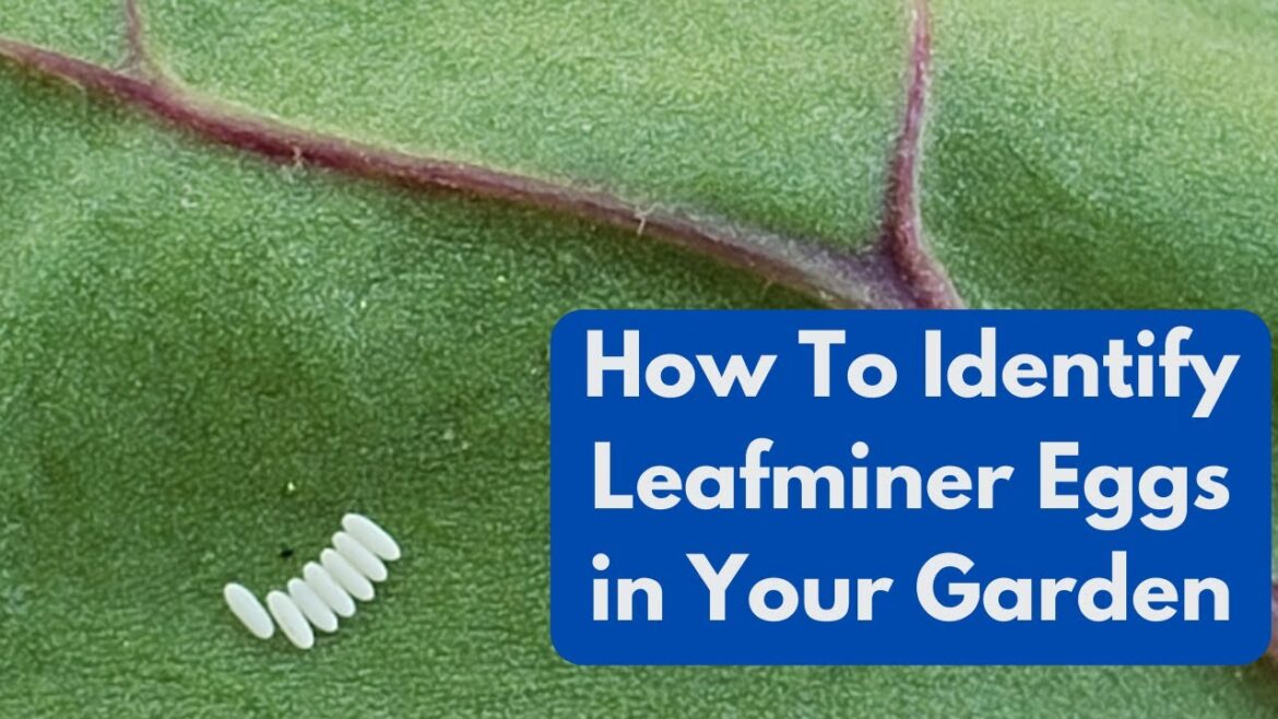 How To Identify Leafminer Eggs In Your Garden