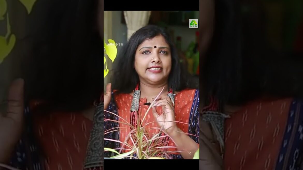 ചെടികൾ ഇനി വാടി പോകാതെ ഫ്രഷായി ഇരിക്കും! Gardening tips| Balcony garden, Remya Anand,vennala