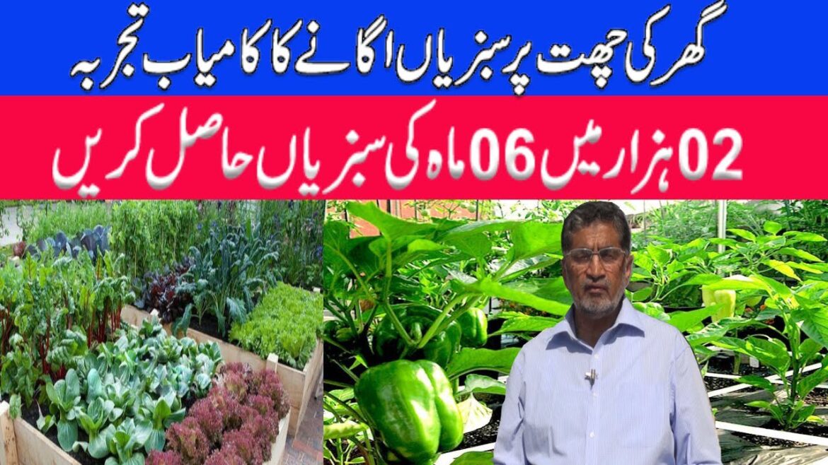 Roof Gardening in Pakistan | Kitchen Gardening | Roof Top Gardening| Roof Top Gardening in Pakistan.