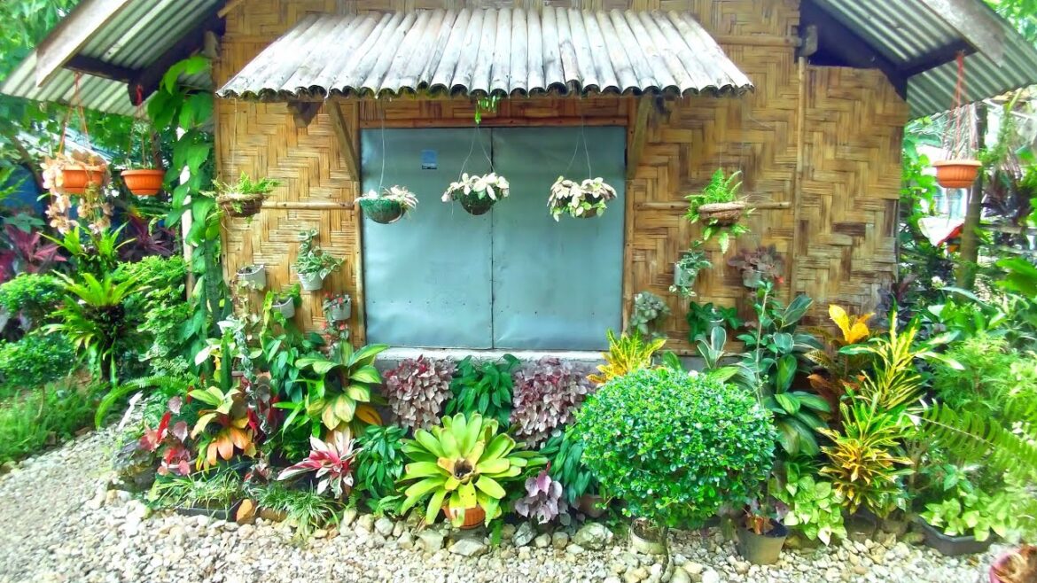 MY FRONT YARD GARDEN PLANTS ARRANGEMENT