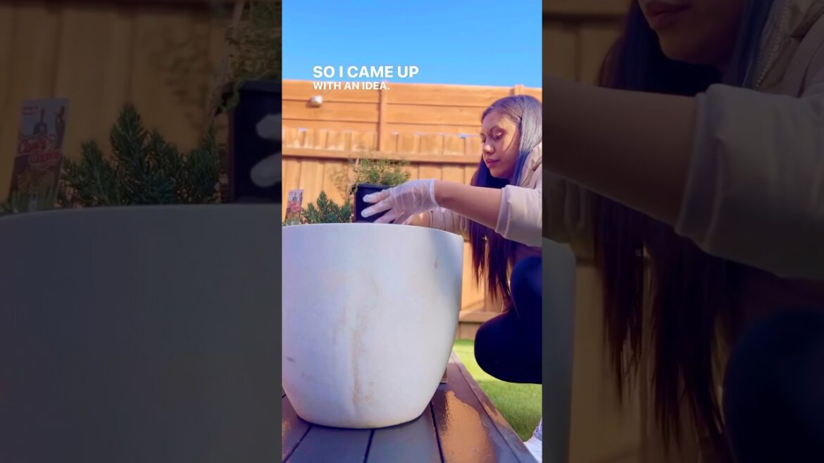 Cocktail garnish garden with edible flowers & common cocktail staples! #cocktail #garden #mixology