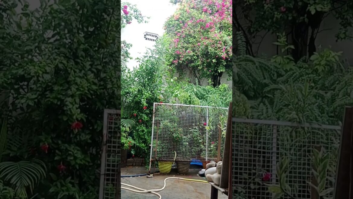 my beautiful garden design. like and subscribe #youtubeshort