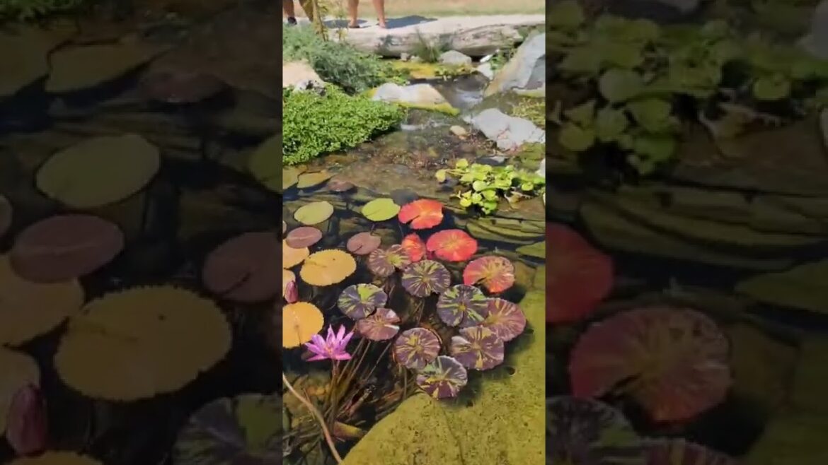 Beautiful Front Yard Pond!