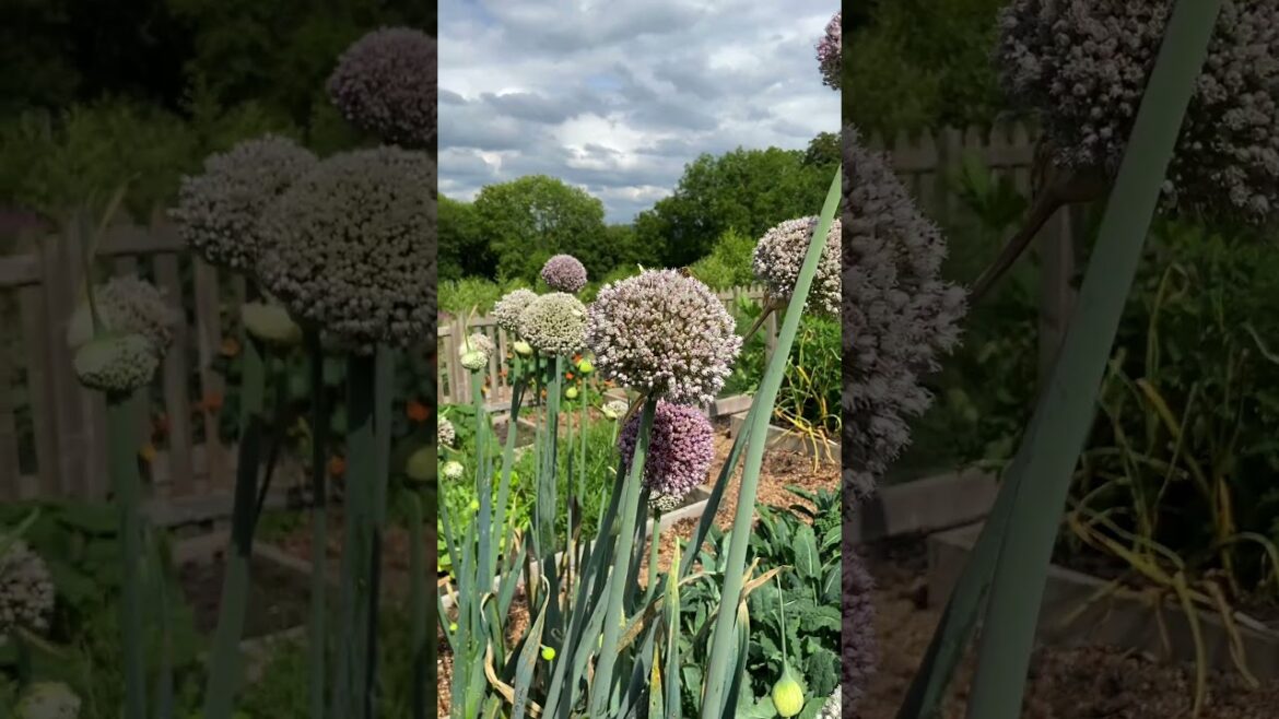Bee-friendly Gardens: Bolting Leeks as a Habitat for Pollinators