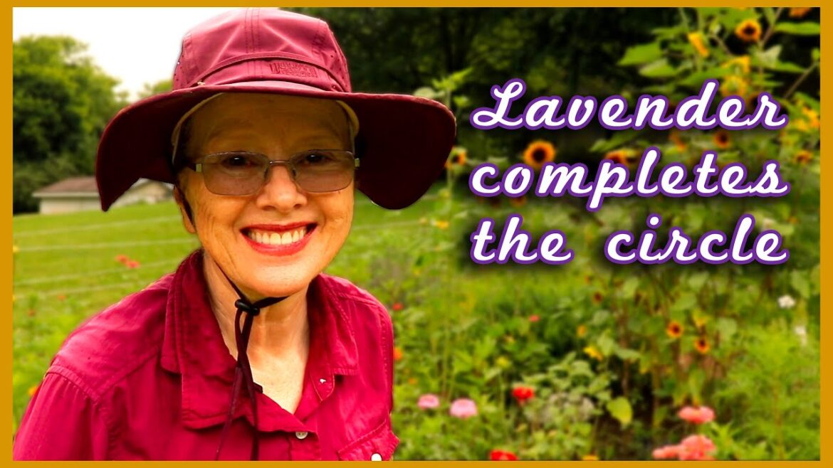 Kaye Kittrell: FLOWER GARDEN is COMPLETE (except for WEEDS)! Lavender Plant Day 2 with #cats FLOWER GARDEN is COMPLETE (except for WEEDS)! Lavender Plant Day 2 with #cats