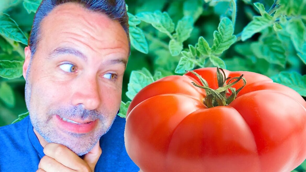 STOP KILLING Your Tomatoes With Kindness!