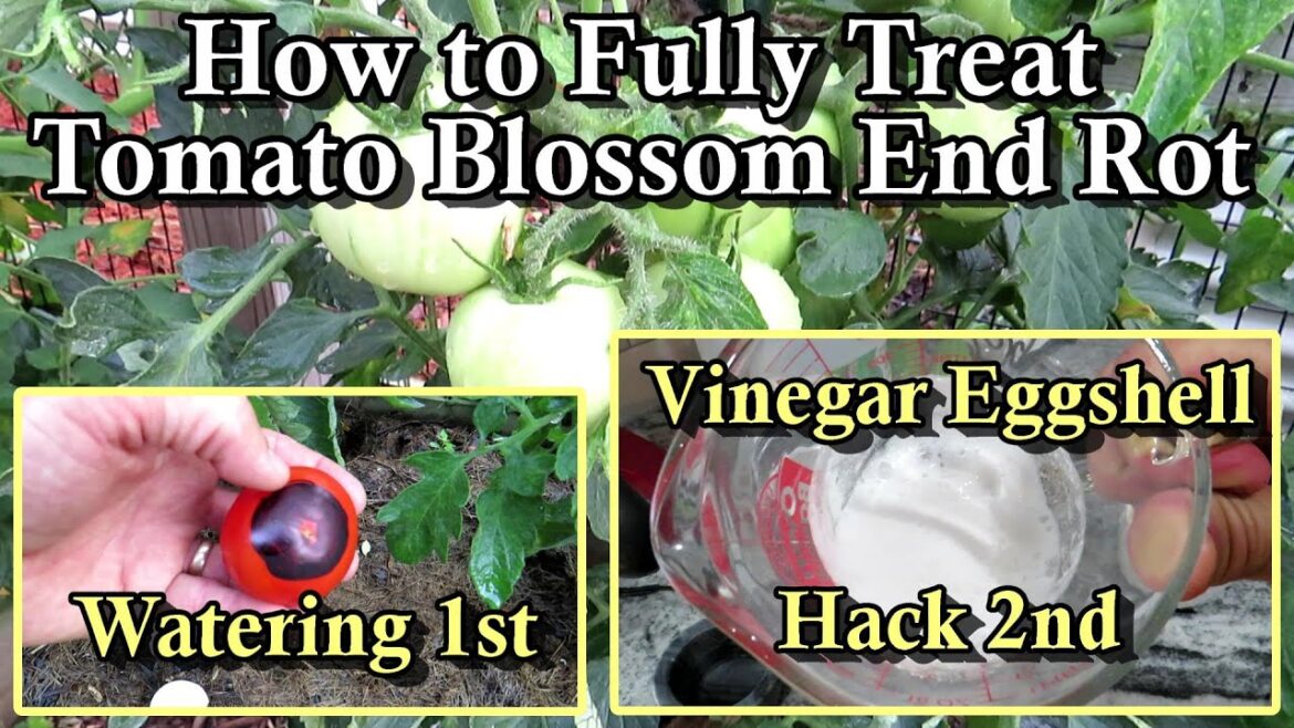 Eggshells Don't Stop Tomato Blossom End Rot (BER) Unless You Do This:  Up Watering & Vinegar Hack!
