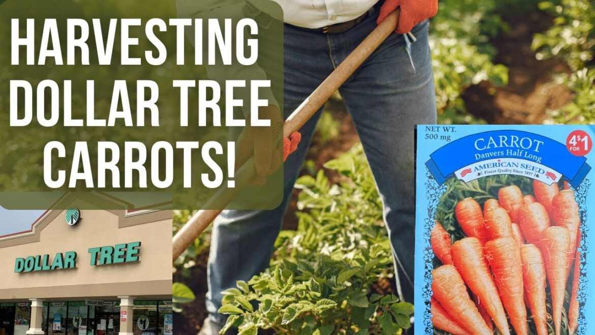 Vegetable Gardening on a Dollar Tree Budget: Beginner-friendly Carrot Harvest in Grow Bags | 2023 Vegetable Gardening on a Dollar Tree Budget: Beginner-friendly Carrot Harvest in Grow Bags | 2023