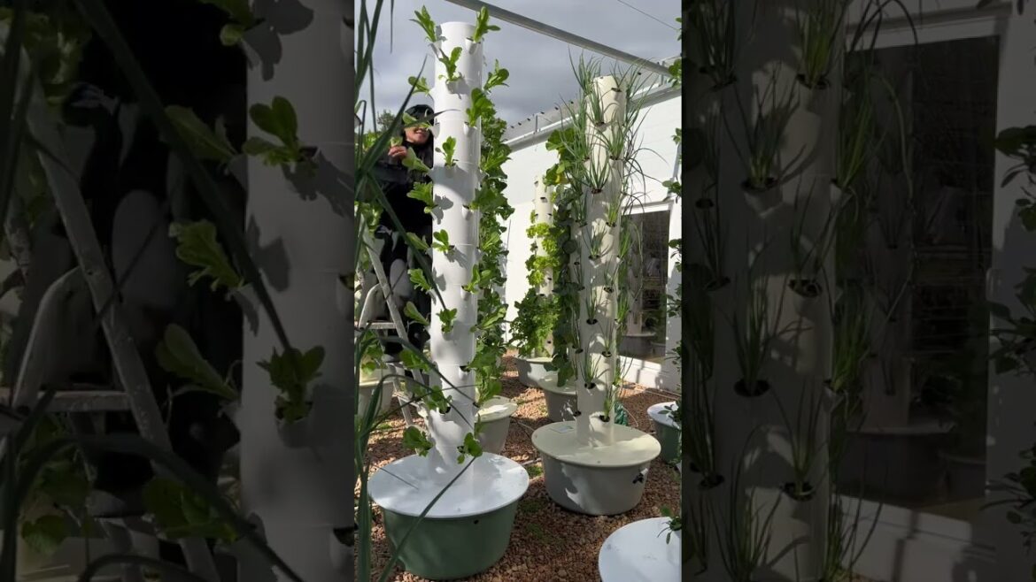 Vertical farming with aeroponic towers is a soil saver