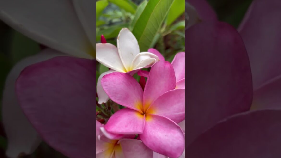 Plumeria😎#flowers #zone8a #texasgardening #containergardening #gardening #trees