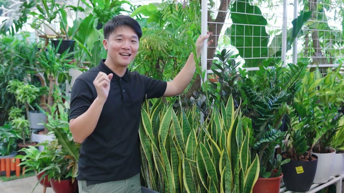 The Garden Gurus: Garden Revolution EP4