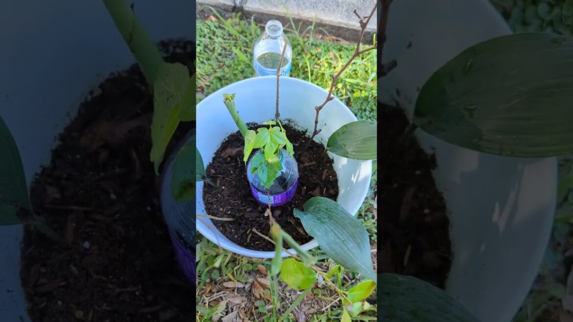 Temporary Plant staging, with various plants.