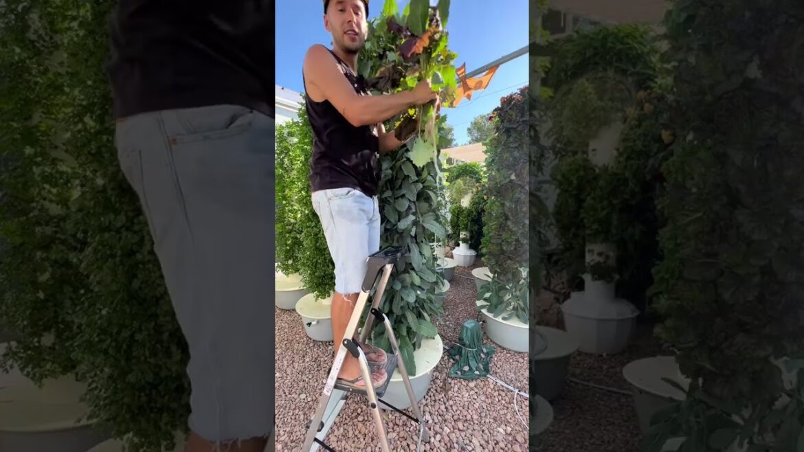 Water footprint of kale #kale #watersavings Water footprint of kale #kale #watersavings