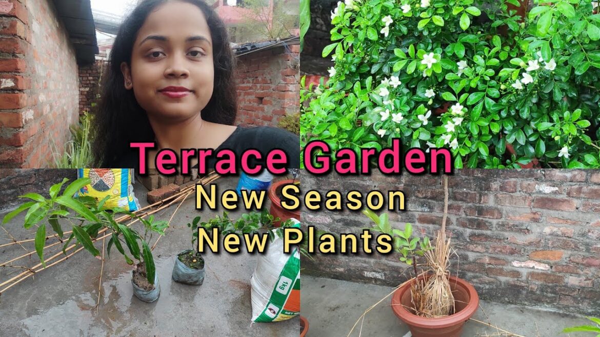 Ghar Ke Terrace Garden Me New Plants Mango, Nimboo|| Help Kijiye Meri || BE BRAVE Ghar Ke Terrace Garden Me New Plants Mango, Nimboo|| Help Kijiye Meri || BE BRAVE
