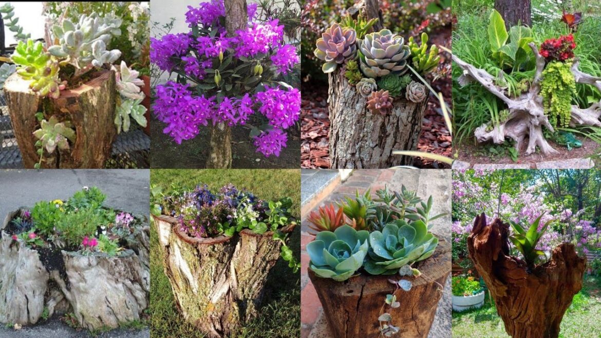 + 50 modern backyard garden decoration ideas / front yard landscaping ideas + 50 modern backyard garden decoration ideas / front yard landscaping ideas