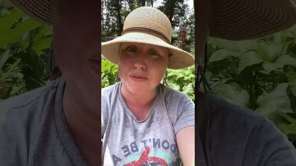 Homesteading Mom of 9 Gardening Homesteading Mom of 9 Gardening